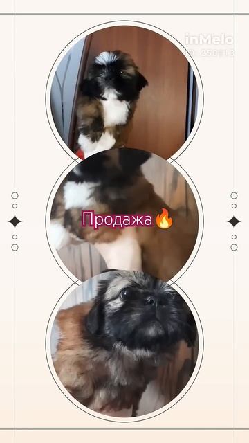 Ши-тцу. Родились 2 помета в феврале 2025г. - МОЖНО СПРОСИТ? смотреть онлайн