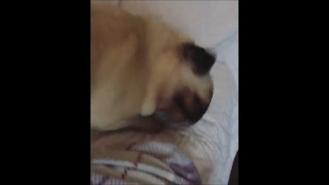 МОПС ПРОВАЛИЛСЯ ПОД ЛЕД | МОПСЫ ПРИКОЛЫ | ТОП САМЫХ СМЕШНЫХ смотреть онлайн