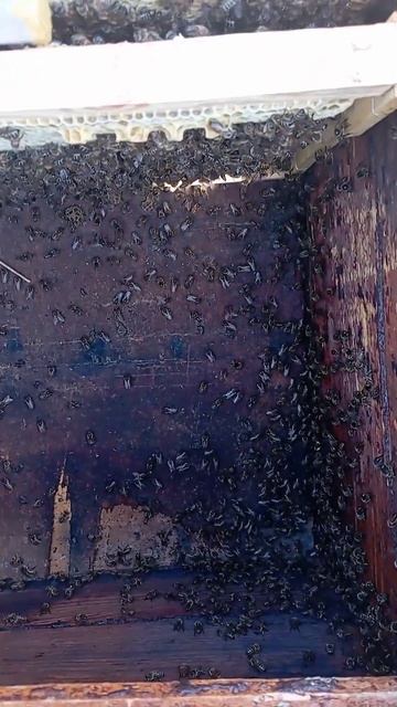 матка в клетке #medhoney #матка #shorts