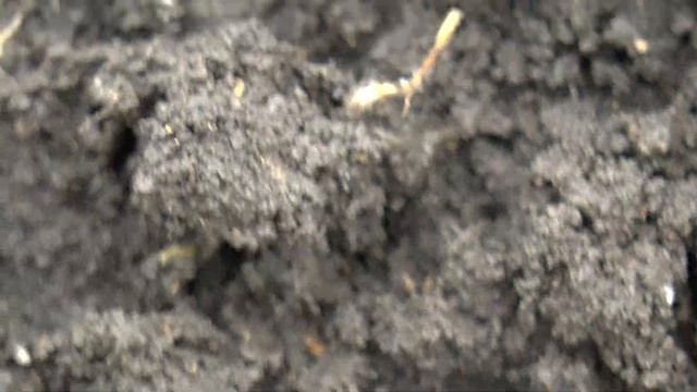 30 ноября состояние семян озимой пшеницы смотреть онлайн