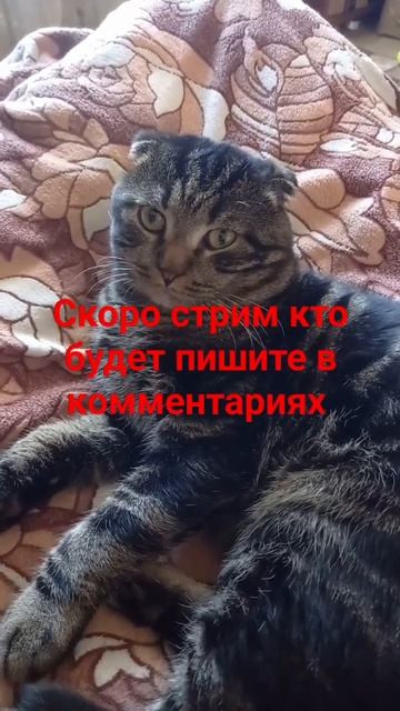 Важное объявление #приколы #кот #стрим #shortvideo #шортс #shorts #short #обновление #прикол #юмор смотреть онлайн