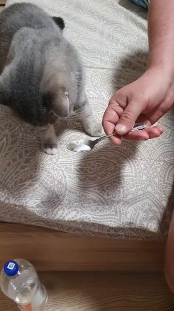 #Shorts #Кот #Мороженое смотреть онлайн