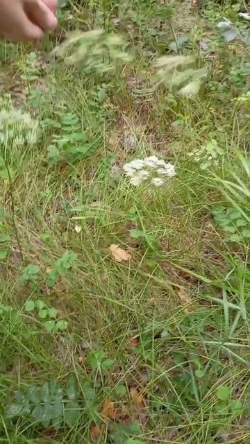 Девисил британский, бедренис камнеломка, чина горохов смотреть онлайн