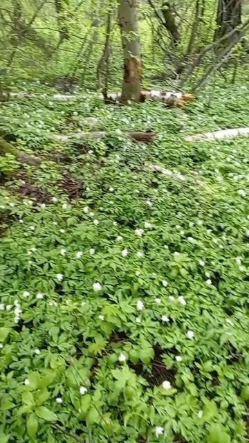 Цветочные Ковры смотреть онлайн