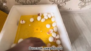 Выращивание цыплят в домашних условиях, сегодня первы