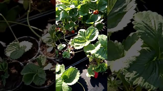 клубника супер , заказываем заранее 0680511995