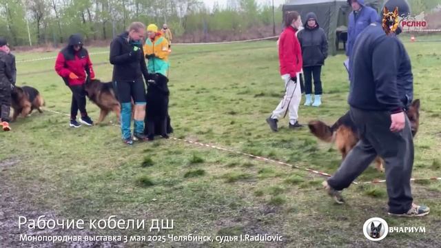 РАБОЧИЙ КОБЕЛИ ДШ / КЧК ЧЕЛЯБИНСК 3 мая`25 I.Radulovic Моно немецких овчарок