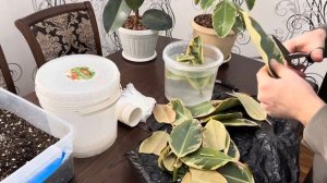 Как Размножать  Фикус ￼￼ Каучуконосный – Эластика  Т?