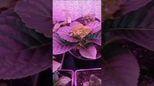 ЗАЦВЕТАЕТ ГОРТЕНЗИЯ ЧЕРНЫЙ РЫЦАРЬ.