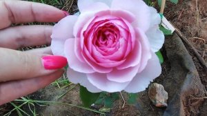 РОЗА🌹 ЭНШТЕЙН МАРИНЬЕР, 2015Г ИЗ ПИТОМНИКА СЕРГЕЯ ОВЧА?