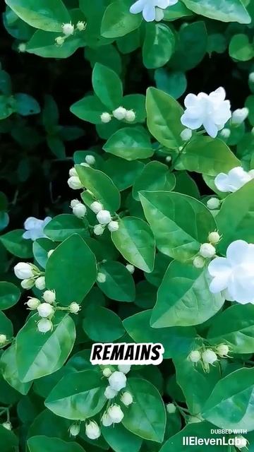 Плакучий жасмін смотреть онлайн