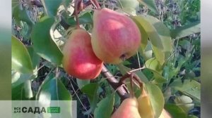 Северянка краснощекая