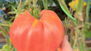 Томат СЕРДЦЕ МИНУСИНСКА