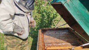 Подкормка пчел сиропом. Для чего? #пчеловодство #пасек?