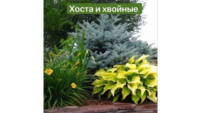 Цветочные драмы