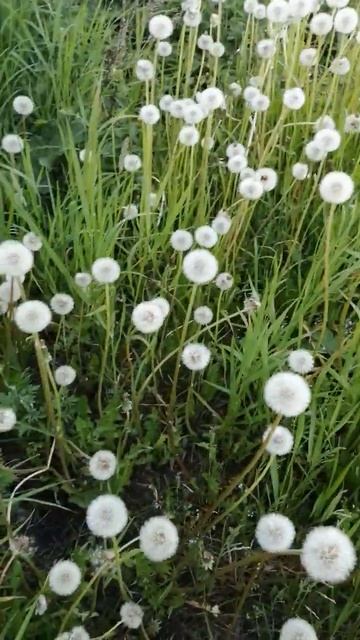 Одуванчики. в этом году их море! #дача #цветы #лето #огор смотреть онлайн