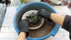 Гастерия пятнистая. Пересадка из универсальной торфя?