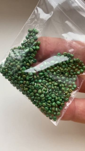 Семена редиса Селеста F1