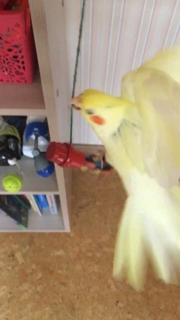 Попугай на качели смотреть онлайн