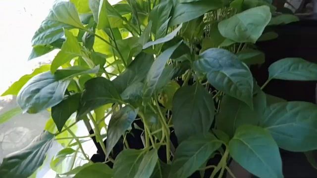 Моя рассада выросла и поехала в сад