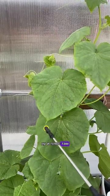 176. 14.07.2024 #сад #огород #дача #теплица #рассада #огурцы #бе смотреть онлайн