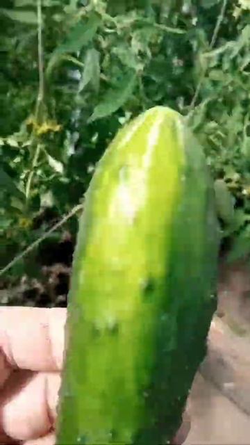 теплица, первый огурец смотреть онлайн