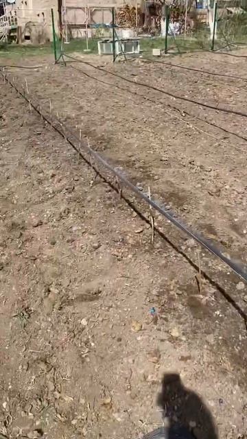 Посадка саженцев малины 💪💪💪💪🇦🇲🇦🇲🇦🇲🇦🇲 смотреть онлайн