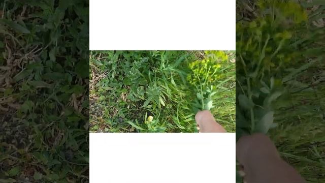 примерка платья смотреть онлайн