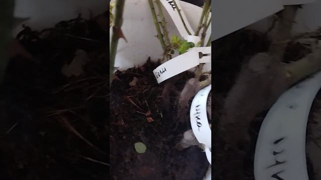 Распаковка роз. Саженцы из питомников Буонроза,Суперс смотреть онлайн