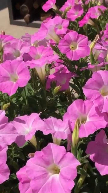 Продажа петунии.Воронеж смотреть онлайн