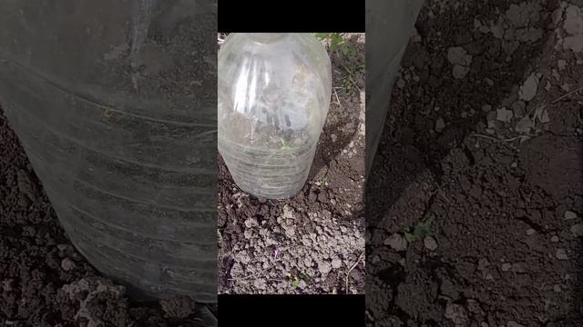 Эксперимент посадки микрозелени подсолнечника в открытом грунте смотреть онлайн