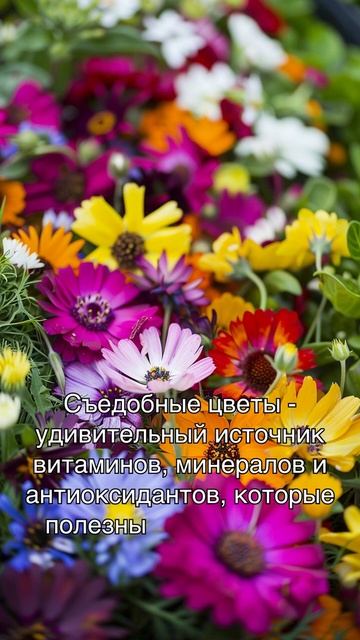 Органическое выращивание съедобных цветов смотреть онлайн