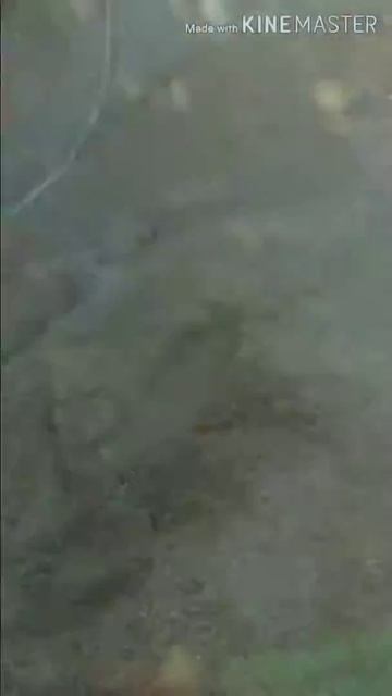 Прыжок с забора смотреть онлайн