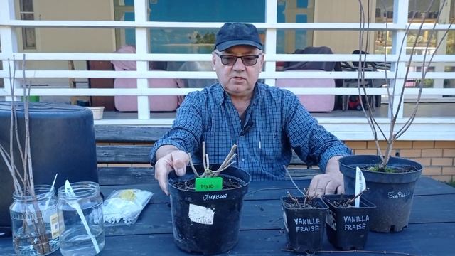 Получили гортензии в горшочках. Что с ними делать. WhatsAp