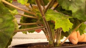 #847. Выращивание пеларгонии ЛИс Фортуна в домашних усл?