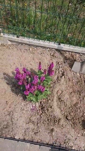 Где растут кабачки? 🌱🌱🌱 19.06.2023 смотреть онлайн