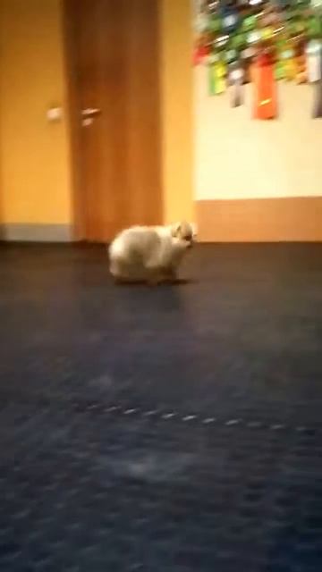 Фердинанд Великолепный. 11недель. Щенок продается смотреть онлайн