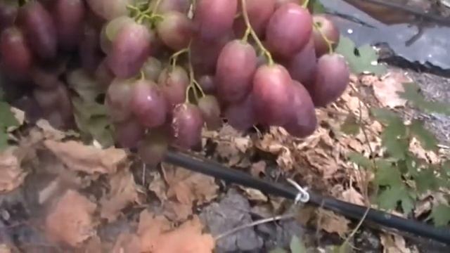 Сорт винограда Марселла - сезон 2015