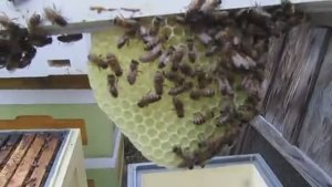 расширение пчел в мае, что ставить, магазин под мед или корпус для наращивания пчел, 7.05.2025