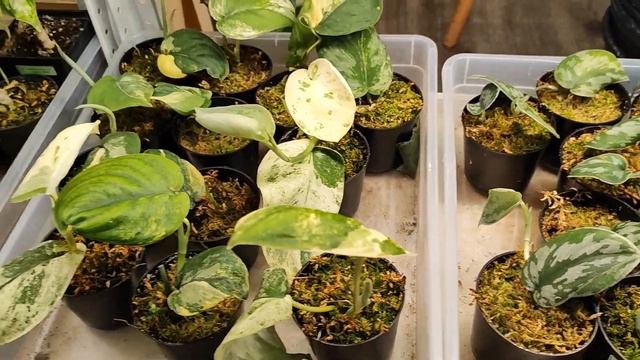 Прогулка по магазину редких растений в Москве GREENRARE 🌿 смотреть онлайн