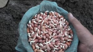 Выращивание арахиса. Посев арахиса пророщенными семе?