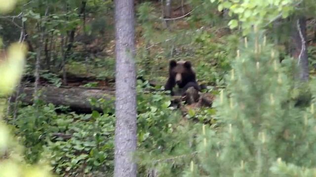 Медведь пришел в лагерь смотреть онлайн