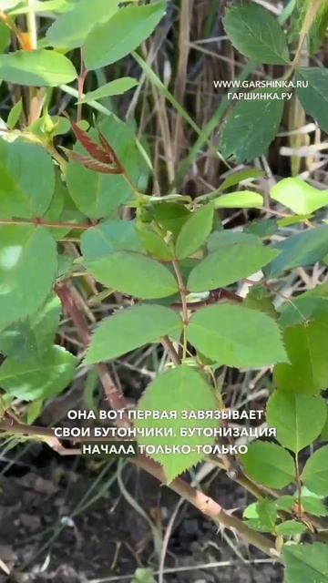 Эта Роза порадует вас самая первая своим цветением 🌹 смотреть онлайн
