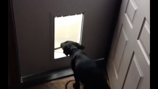 Смешные собаки Приколы про собак Funny Dogs 2019 (Наиболее Популярные хохмы) смотреть онлайн