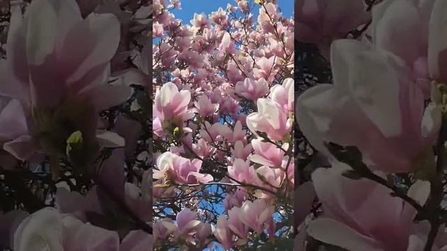 Магнолия расцвела – и это просто фантастика! #сад #housepl смотреть онлайн