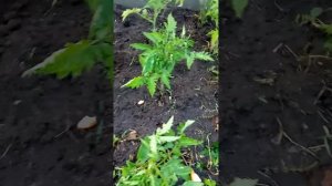 Как избавиться от соседский котов на грядке? Возвратн?