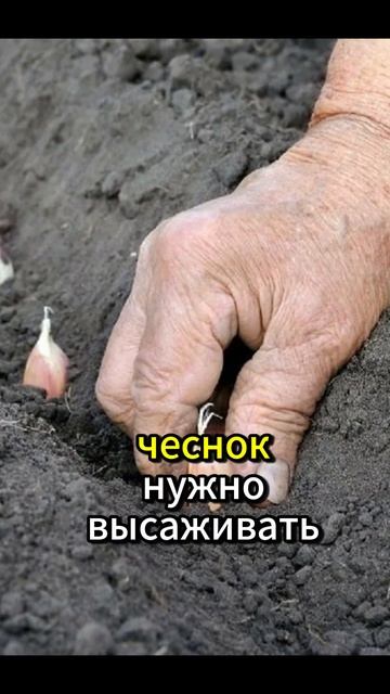 Как и когда сажать чеснок! #огород #дача #чеснок #сад смотреть онлайн