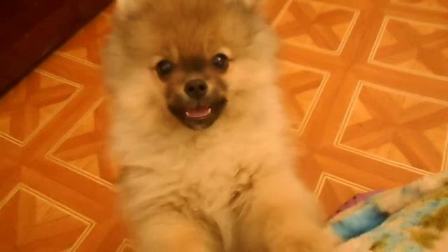 Ромашка, играем в мячик.