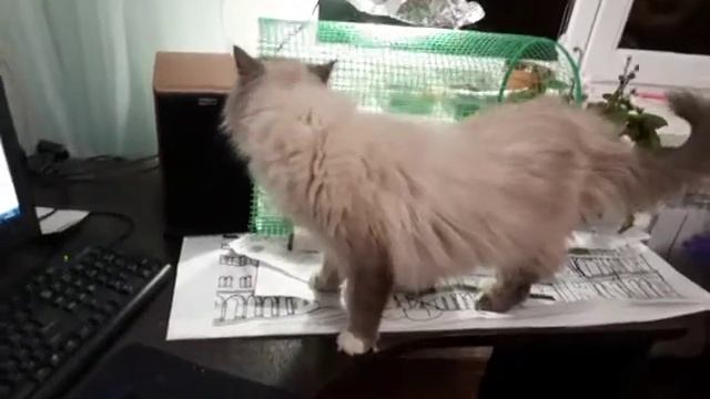 Рассада огурцов и вредитель смотреть онлайн