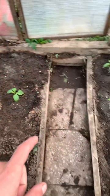 Запустили парник 🌱 Теперь ждём урожая 🙌 #дача смотреть онлайн